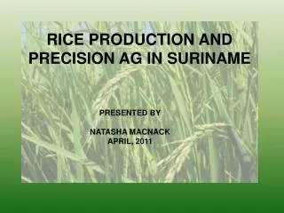 RICE PRODUCTION AND PRECISION AG IN SURINAME