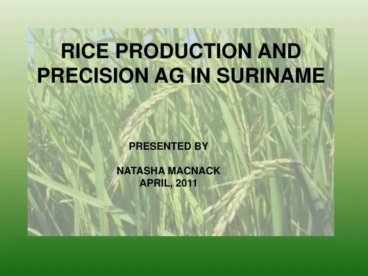 rice production and precision ag in suriname