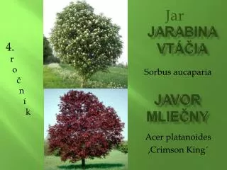 Acer platanoides ,Crimson King´