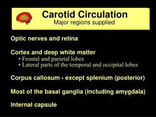 Carotid Circulation Major regions supplied