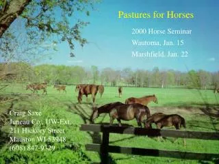 Pastures for Horses