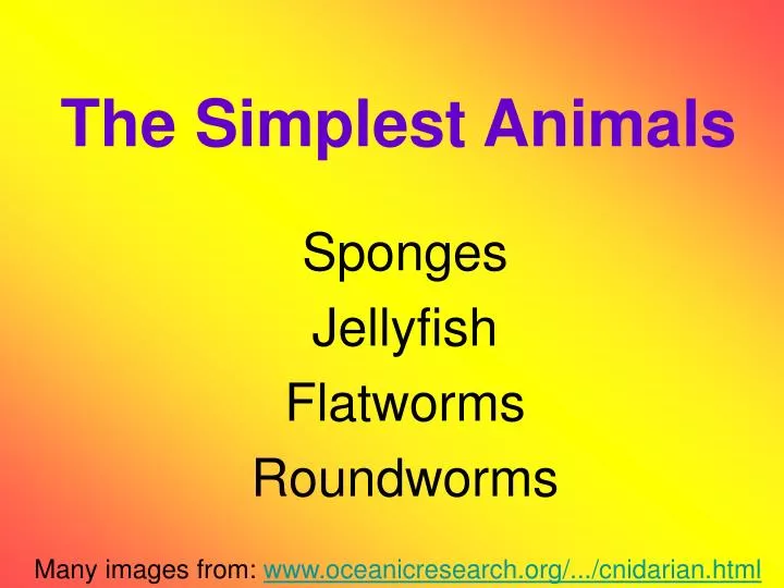 the simplest animals