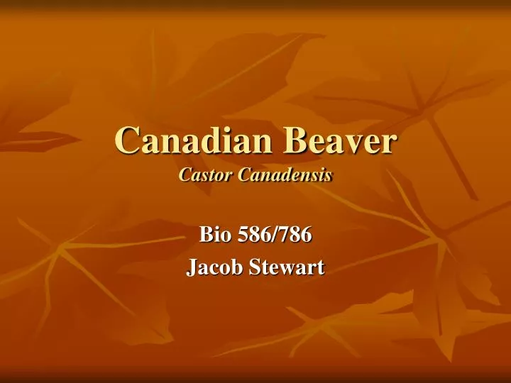 canadian beaver castor canadensis