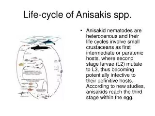 Life-cycle of Anisakis spp.