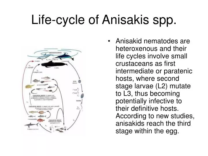 life cycle of anisakis spp