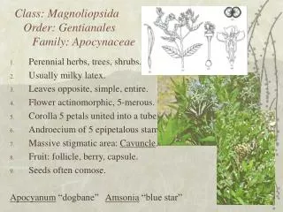 Class: Magnoliopsida Order: Gentianales Family: Apocynaceae