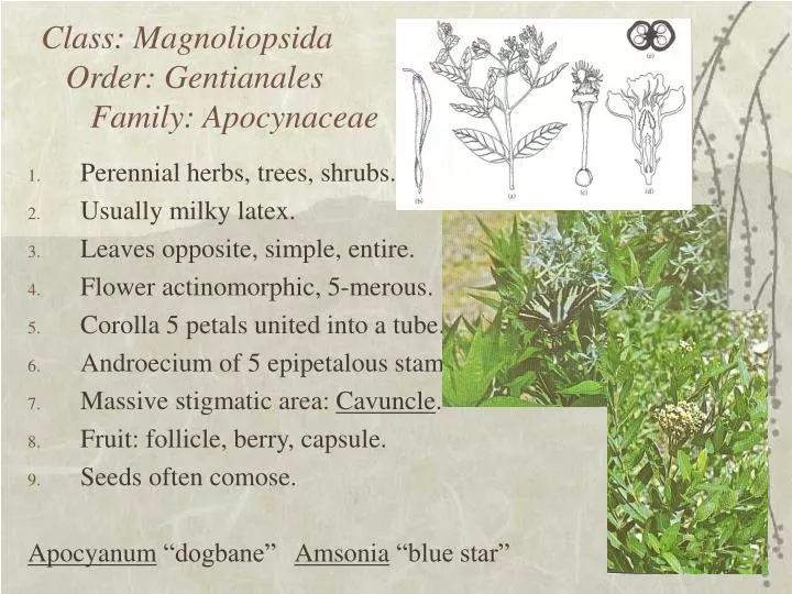 class magnoliopsida order gentianales family apocynaceae