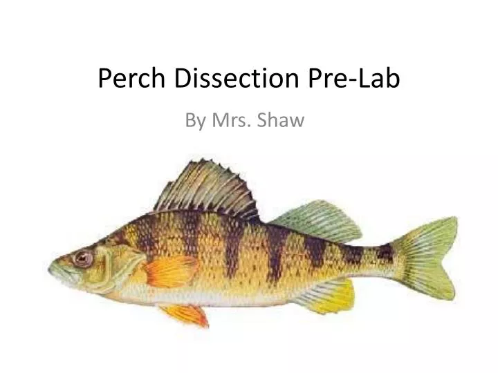perch dissection pre lab