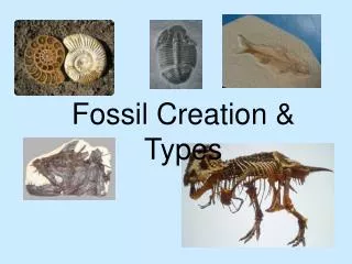 Fossil Creation &amp; Types