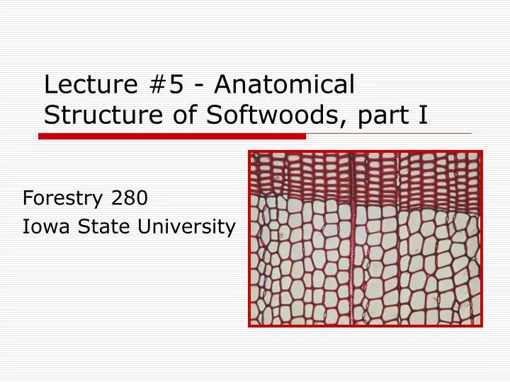 lecture 5 anatomical structure of softwoods part i