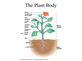 The Plant Body