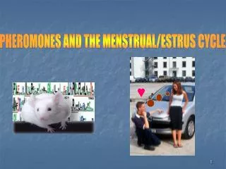 PHEROMONES AND THE MENSTRUAL/ESTRUS CYCLE