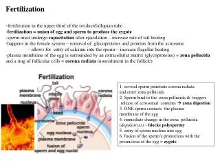 Fertilization - fertilization in the upper third of the oviduct/fallopian tube - fertilization = union of egg and sperm