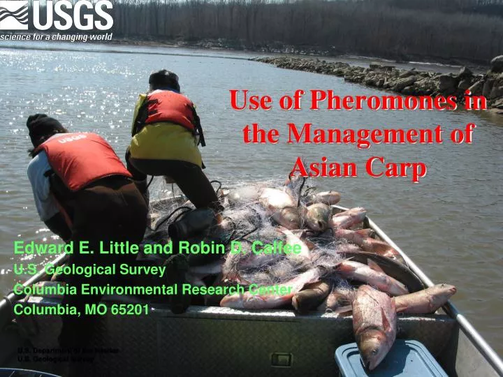 use of pheromones in the management of asian carp