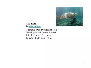 The Turtle by Ogden Nash