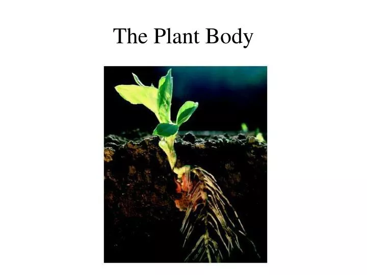 the plant body