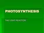 PHOTOSYNTHESIS - slide 1