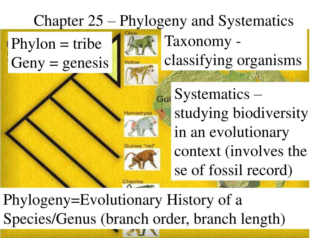 PPT - Chapter 25 – Phylogeny and Systematics PowerPoint Presentation ...