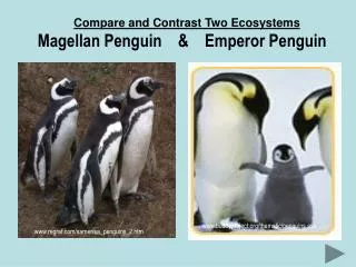Compare and Contrast Two Ecosystems Magellan Penguin &amp; Emperor Penguin