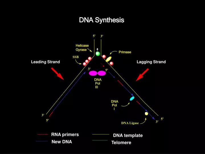 dna synthesis