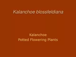 Kalanchoe blossfeldiana