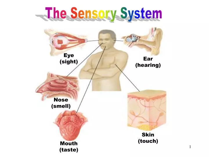the sensory system