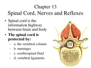 Chapter 13 Spinal Cord, Nerves and Reflexes