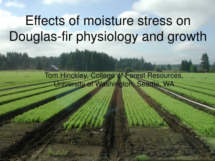 effects of moisture stress on douglas fir physiology and growth