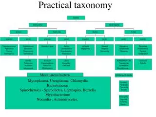 Practical taxonomy