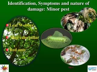 Identification, Symptoms and nature of damage: Minor pest