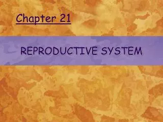 REPRODUCTIVE SYSTEM