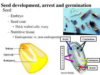 Seed development, arrest and germination