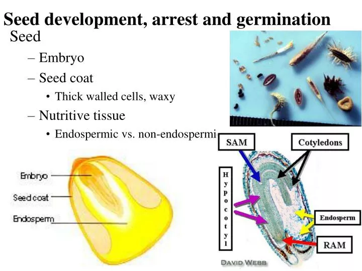 seed development arrest and germination
