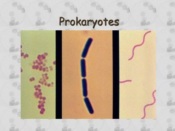 prokaryotes