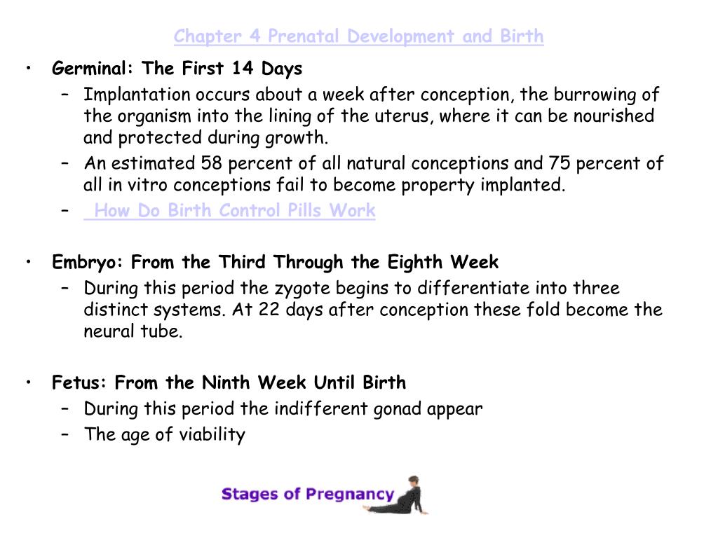 PPT - Chapter 4 Prenatal Development and Birth PowerPoint Presentation ...