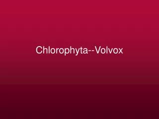 Chlorophyta--Volvox