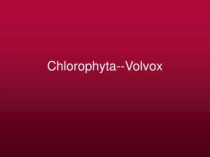 chlorophyta volvox