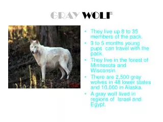GRAY WOLF