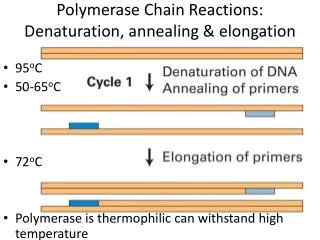 Polymerase Chain Reactions: Denaturation, annealing &amp; elongation
