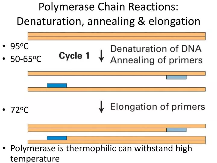 polymerase chain reactions denaturation annealing elongation