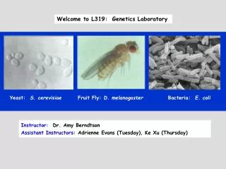Welcome to L319: Genetics Laboratory