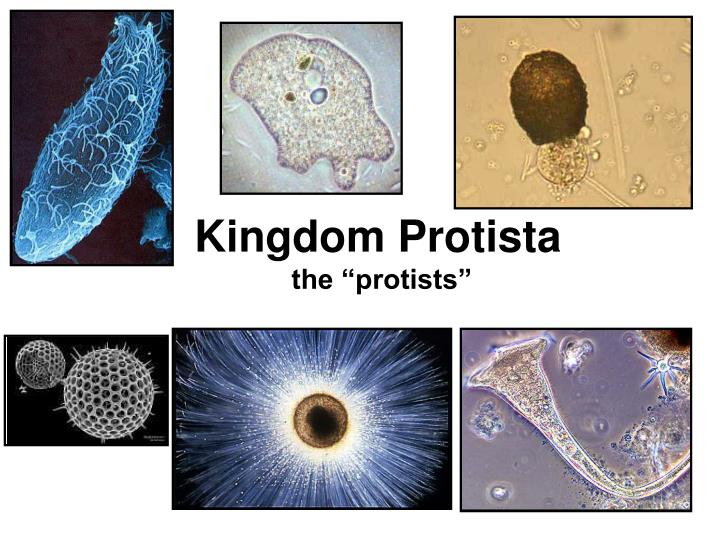 kingdom protista the protists