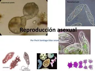reproducci n asexual