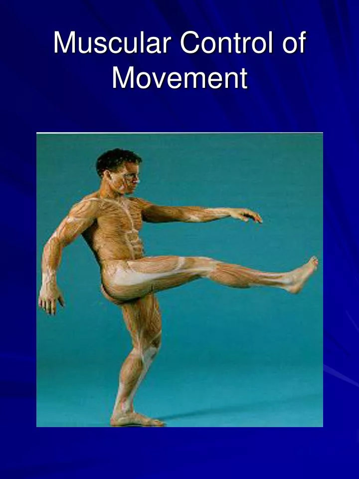 muscular control of movement