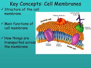Key Concepts: Cell Membranes