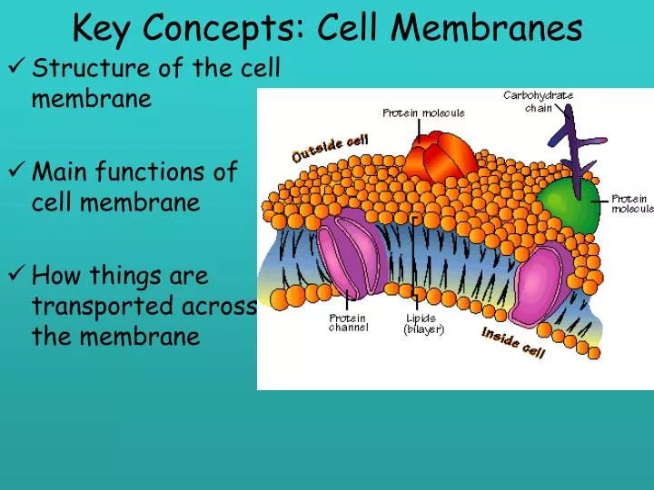 key concepts cell membranes