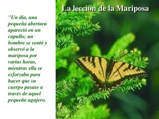 La lección de la Mariposa