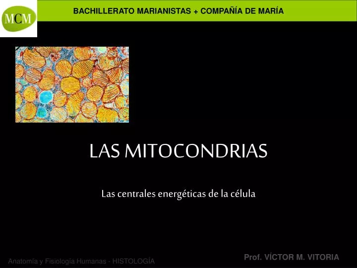 las mitocondrias