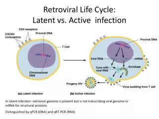 Retroviral Life Cycle: Latent vs. Active infection