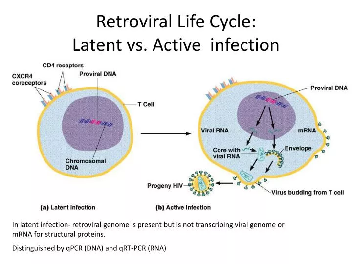 retroviral life cycle latent vs active infection